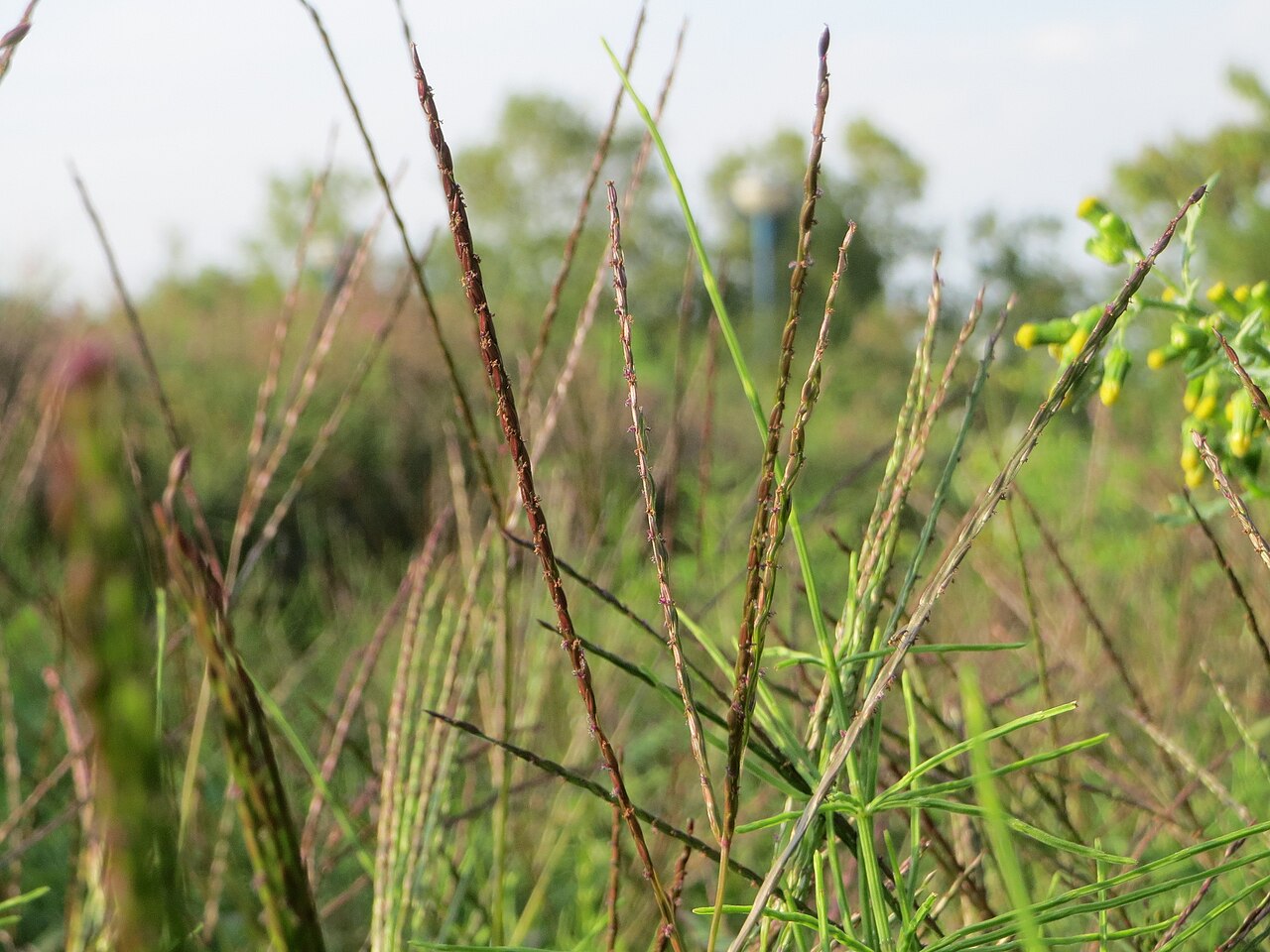 Marsh grass sways in front of a lush forest.